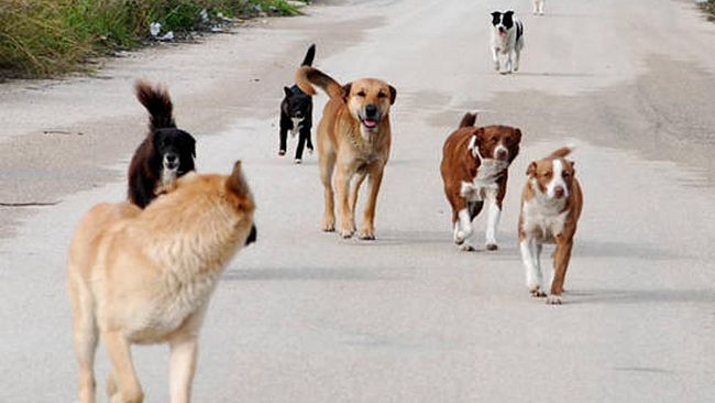 Campobello di Mazara, istituita anagrafe canina