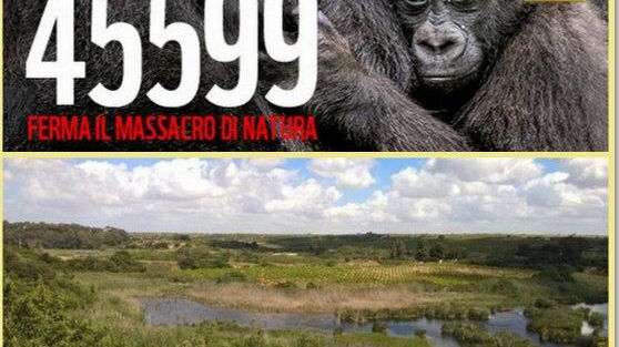 Festa delle Oasi WWF Riserva Naturale “Lago Preola e Gorghi Tondi” e gara di solidarietà
