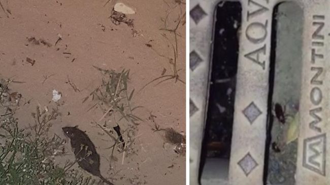 Mazara, topi, scarafaggi ed insetti in diverse parti della Città (e non diciamo che è solo colpa della spazzatura…). Numerose le segnalazioni