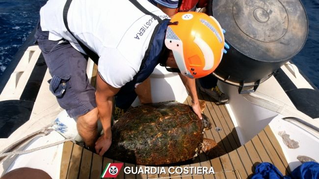 Pantelleria, interventi della Guardia Costiera: salvata tartaruga e soccorsa bagnante