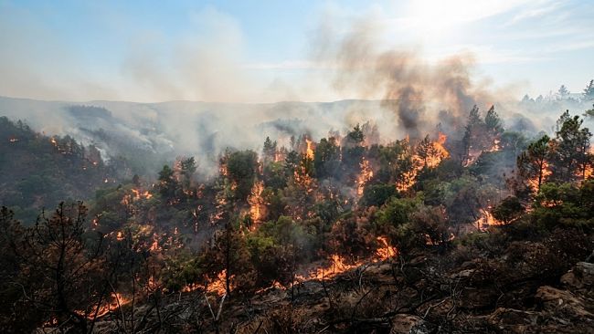 Incendi, Anci Sicilia: “Serve una strategia regionale più forte sulla prevenzione e la tutela dei territori”