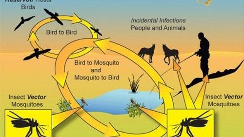 Dimesso l’anziano affetto da virus “West Nile” che ha vissuto l’estate a Mazara 