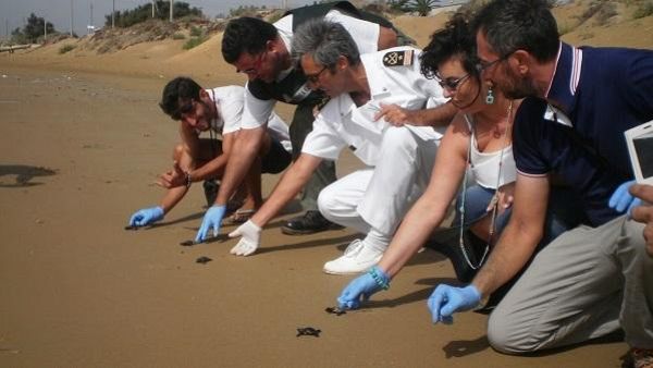 Tre Fontane, 59 piccole tartarughe nuove abbandonano il nido e raggiungono il mare