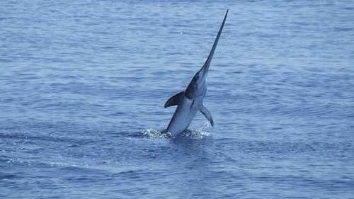 Mazara, misure tecniche e gestionali riguardanti la cattura del pesce spada mediterraneo