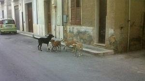 Campobello, costituito il comitato per la tutela degli animali randagi