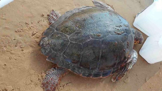 Tre Fontane, salvata tartaruga ferita “Caretta caretta” spiaggiata
