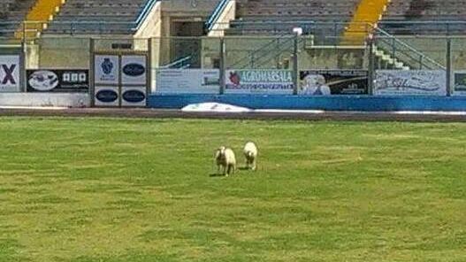 Marsala, pecore brucano manto erboso dello stadio. Progetto di “green economy”?