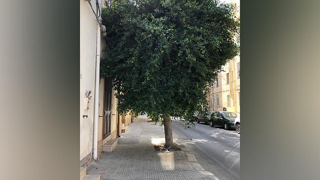 Marsala, Emergenza Verde Pubblico