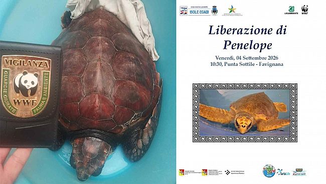 Favignana, Penelope torna in mare: la tartaruga salvata dopo l’ingestione di plastica sarà liberata venerdì