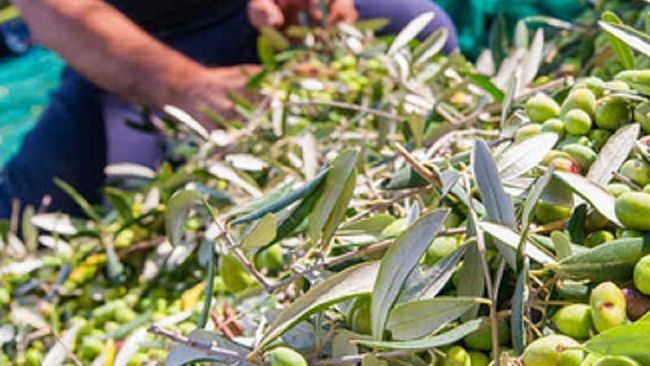 Il maltempo causa danni alla raccolta delle olive ed al seminativo
