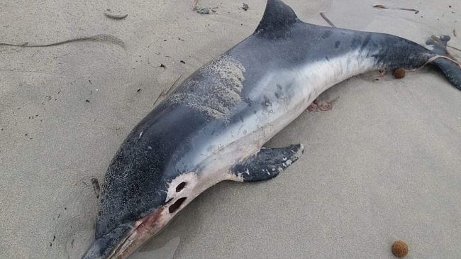 Mazara del Vallo, trovato morto un delfino