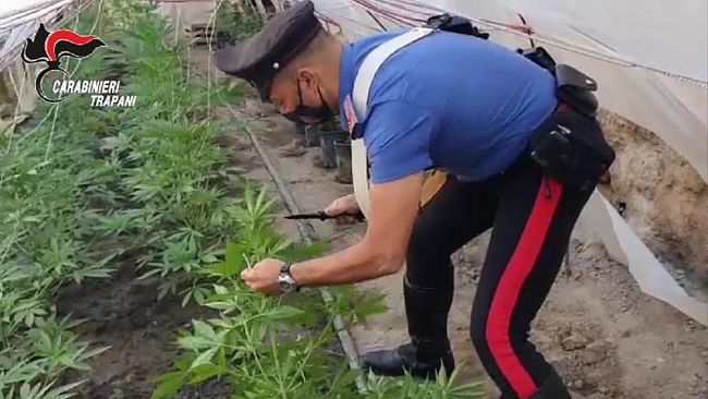 Marsala. 19enne si dedica alla coltivazione in serra... di canapa: arrestato