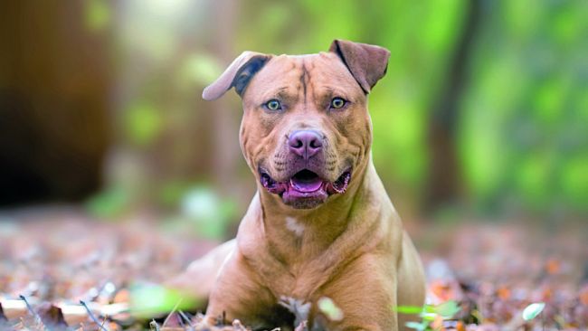 Trapani, il suo cane aggredisce un altro cane: ora lo deve assicurare