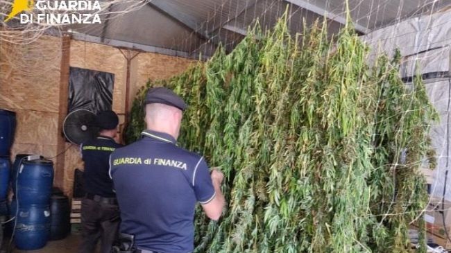Sequestrati 400 chili di marijuana nel Palermitano: droga per oltre 2 milioni di euro