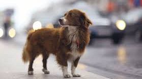 Mazara, misteriose sparizioni di animali domestici? La segnalazione di un cittadino 