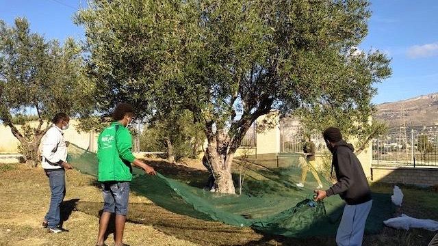 Slow Food Castelvetrano ripropone il concorso oleario