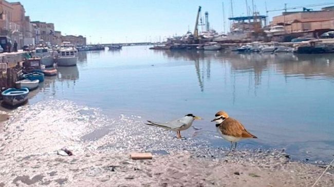 Mazara, escavazione del porto: domani riunione al Ministero Ambiente. Il 3 marzo dibattito alla Cgil di Mazara.