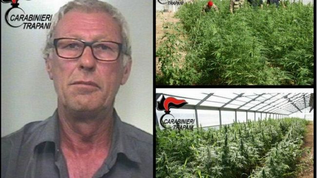 Petrosino: i Carabinieri di Mazara del Vallo e Marsala sequestrano una piantagione di cannabis e arrestano il responsabile
