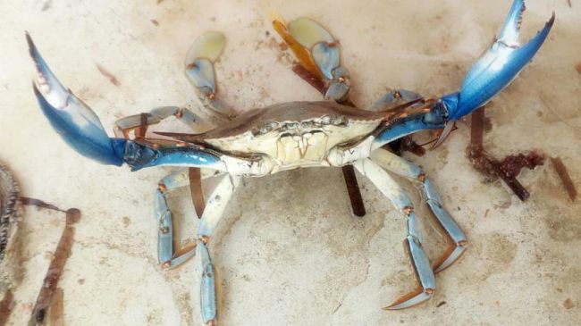 Il Distretto della Pesca e ”Crescita Blu” insieme per affrontare l’allarme granchio blu