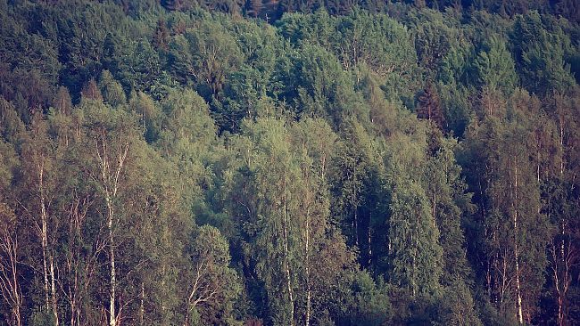 Ugl, sulla riforma comparto forestale diciamo NO. Inizia lo stato di agitazione