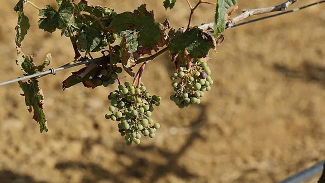 trapani/vendemmia-a-due-facce-tra-palermo-e-trapani-buone-previsioni-dopo-lanno-nero-della-peronospora