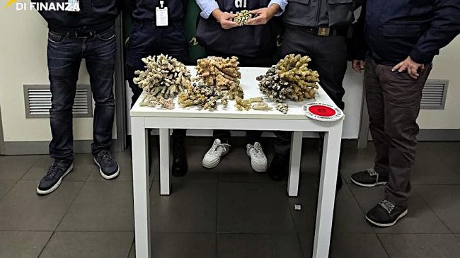 ​Sequestrati 6 chili di corallo in aeroporto, sanzione da 5mila euro a un palermitano