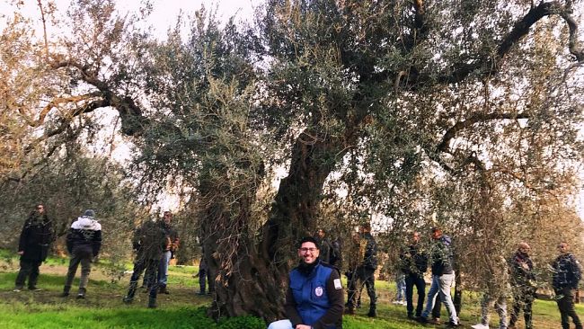 Mazara, al via il corso per la potatura e gestione dell'olivo 