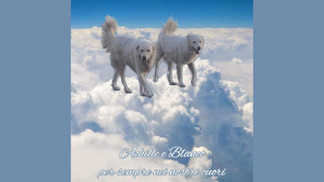 Enpa Mazara e Animali nel Cuore: 