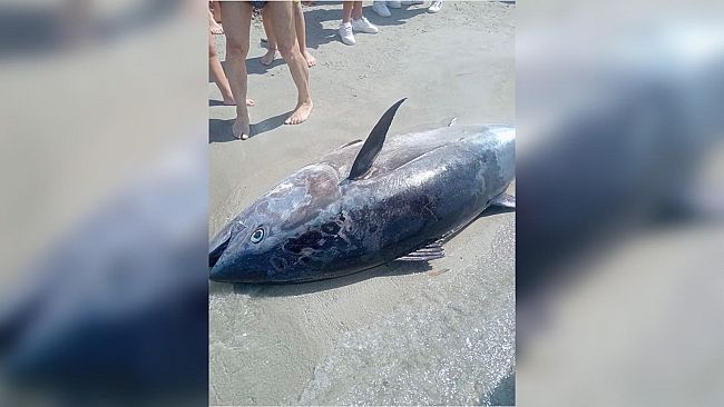 Mazara, un tonno morto in riva sulla spiaggia di Tonnarella