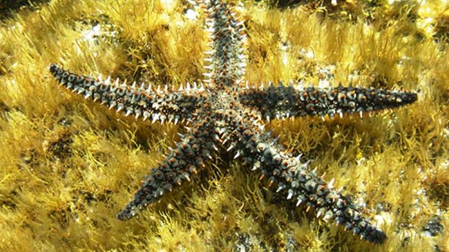 Agricoltura e non solo….stelle marine: divoratrici di molluschi
