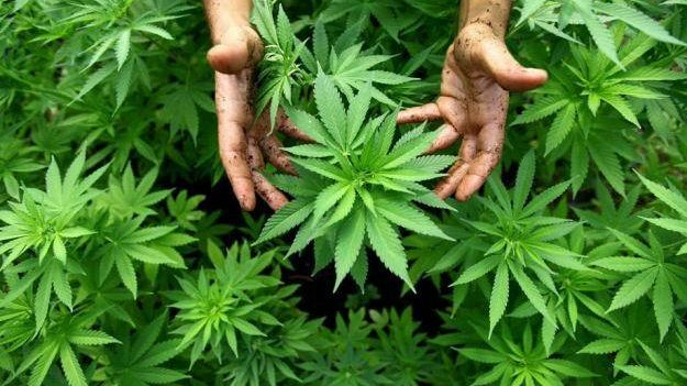 Marsala, “Lecita coltivazione domestica di marijuana”. Angelo Salvatore Angileri assolto in appello.
