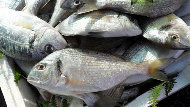 Trapani, sequestrati 18 kg di pesce detenuto abusivamente