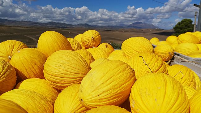 Melone giallo del trapanese: il Gal Valle del Belìce propone la certificazione IGP