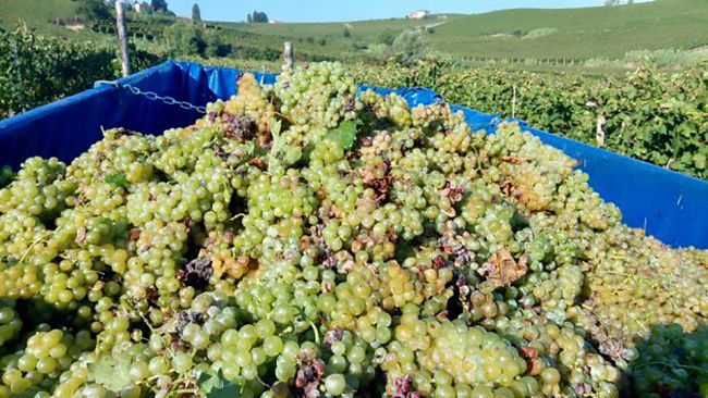 Furti di uva a Marsala. L’assessore Di Girolamo interviene a tutela degli agricoltori