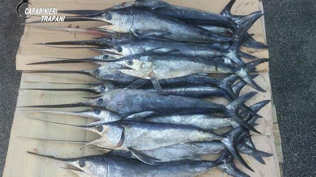 Controllo al commercio di prodotti ittici: sequestrati 143 kg. di pesce spada novellame