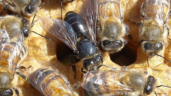 Agricoltura e non solo: apicoltura, allarme virus ala deforme dagli Usa