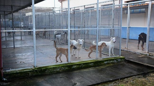 Mazara, furto al rifugio sanitario comunale