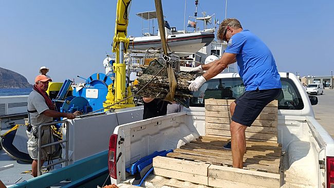 Recuperati due rostri a Levanzo, saranno ospitati all'ex Stabilimento Florio
