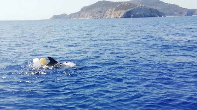 Levanzo, delfino impigliato in rete da pesca. Salvato dalla Guardia costiera