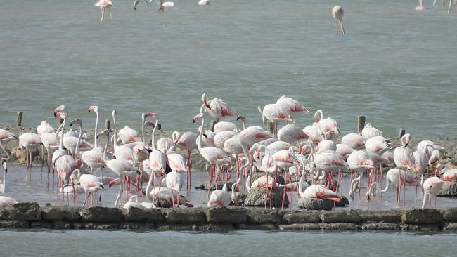 Riserva delle Saline di Trapani e Paceco, storica nidificazione del fenicottero rosa nelle saline trapanesi
