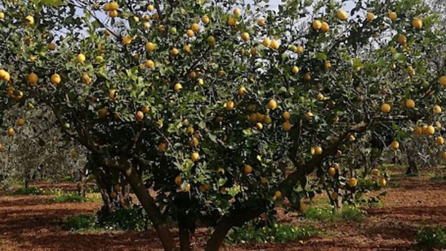 Ministro ​Francesco Lollobrigida 