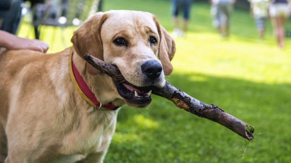 Petrosino, l'Amministrazione informa i cittadini sul 