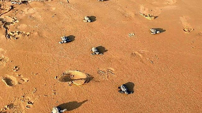 VIDEO- Scala dei Turchi, nate 74 tartarughe caretta caretta 