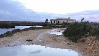 Randagismo, ISPRA: “Danni ambientali per le zone umide del mazarese”