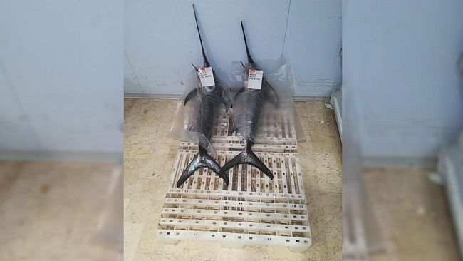 Petrosino, motopesca mazarese sorpreso a sbarcare pesce spada irregolarmente. Sanzione di 8.000 euro