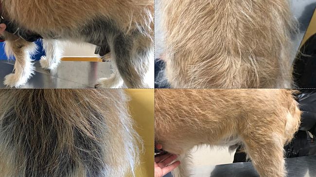 Prima Pagina Pet, caso clinico-Oscar: quando le cause sono distanti dai sintomi