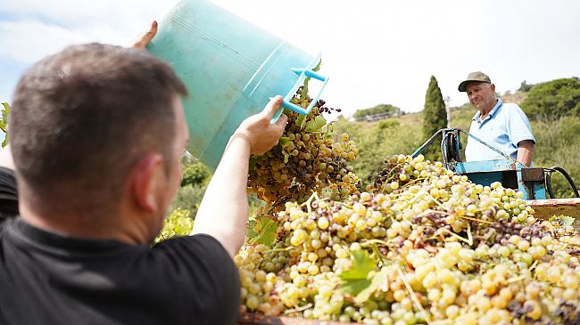 salemi-domani-la-vendemmia-della-legalita-nel-vigneto-confiscato-alla-mafia