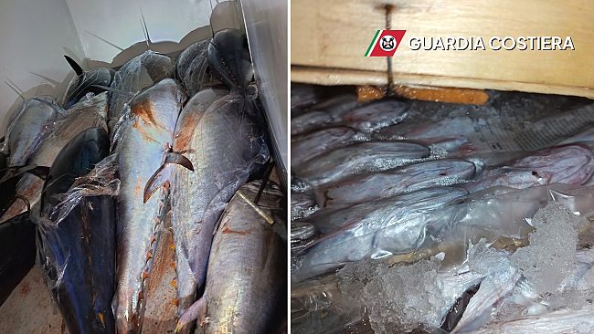 ​Sequestrati 12 esemplari di tonni rosso in un furgone a San Vito Lo Capo