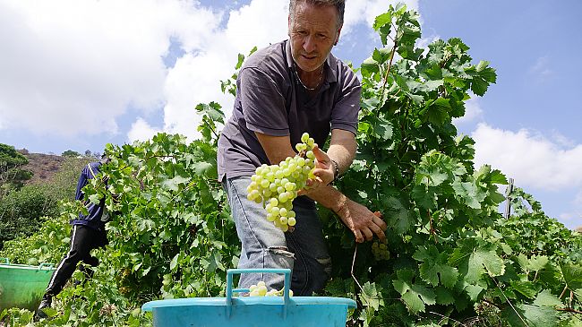 Salemi, domenica la vendemmia della legalità 