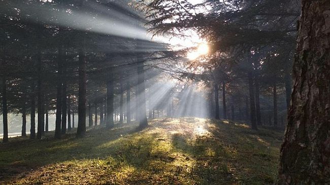 I Forestali incontreranno il Governo il 4 Aprile. Sul tavolo la riforma del settore